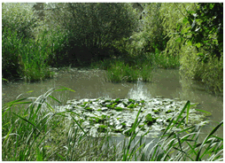 Ecchinswell Village Pond